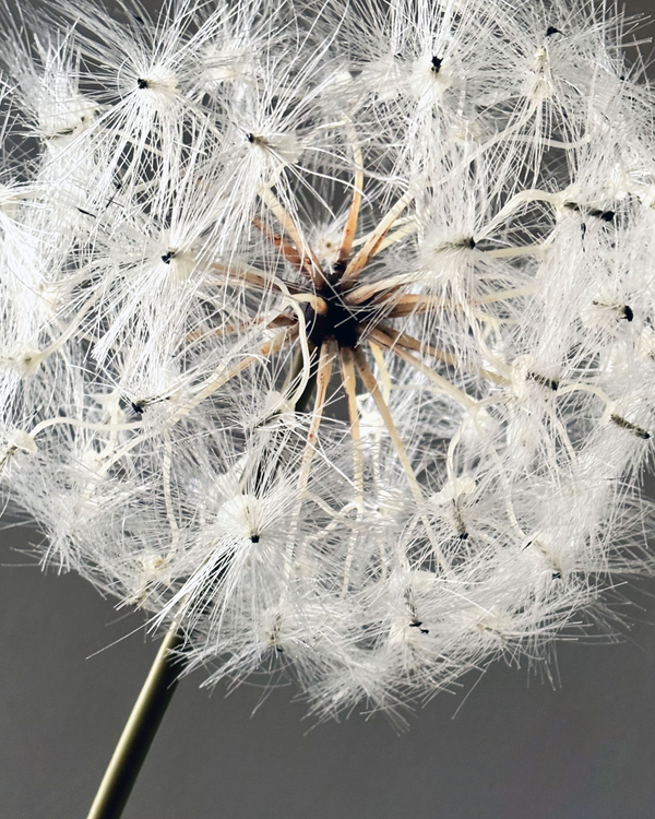 The Whispery Bouquet