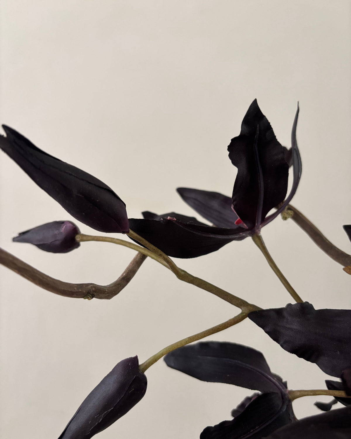 The Dark Cassis Bouquet