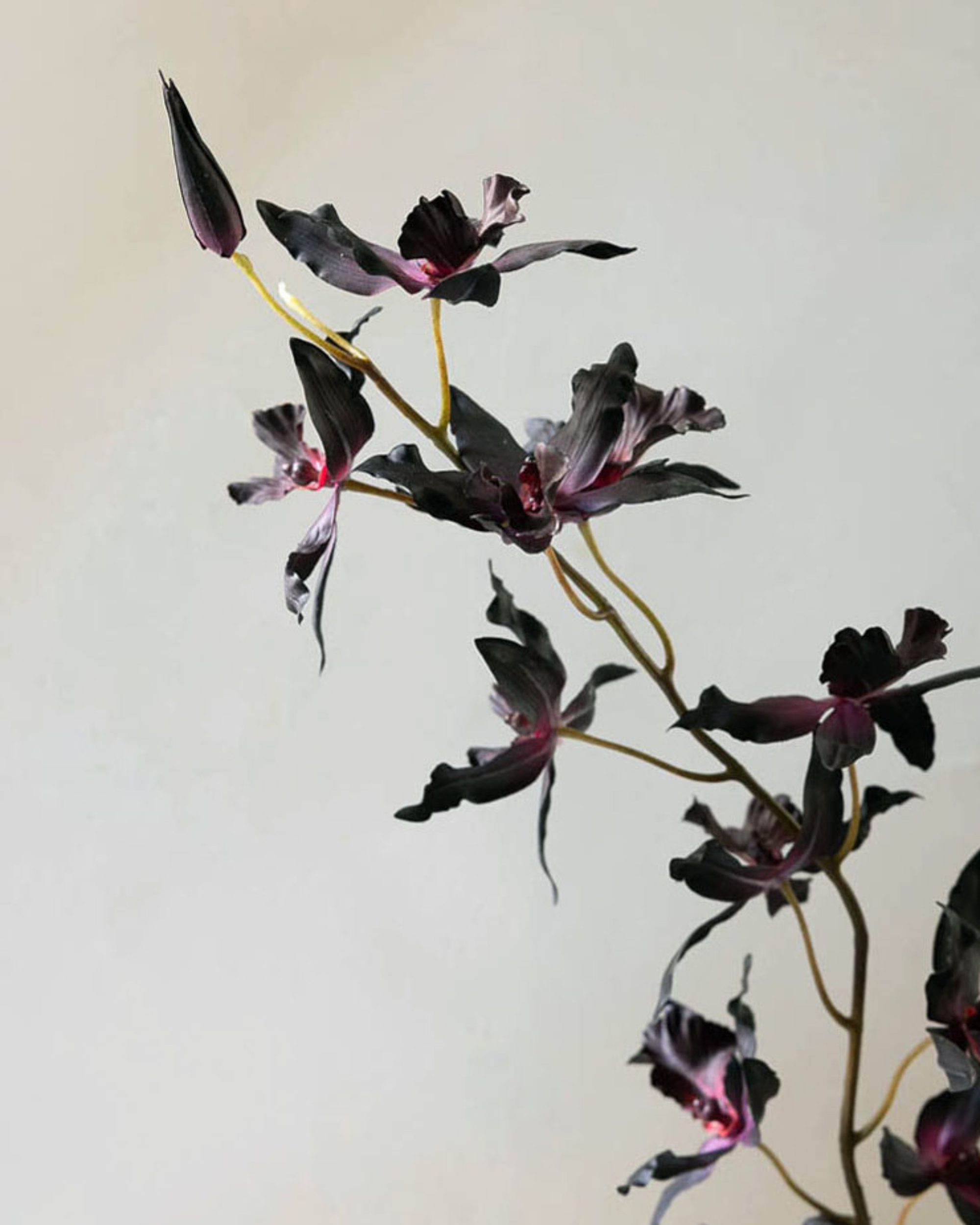 The Cloud-Like Bouquet