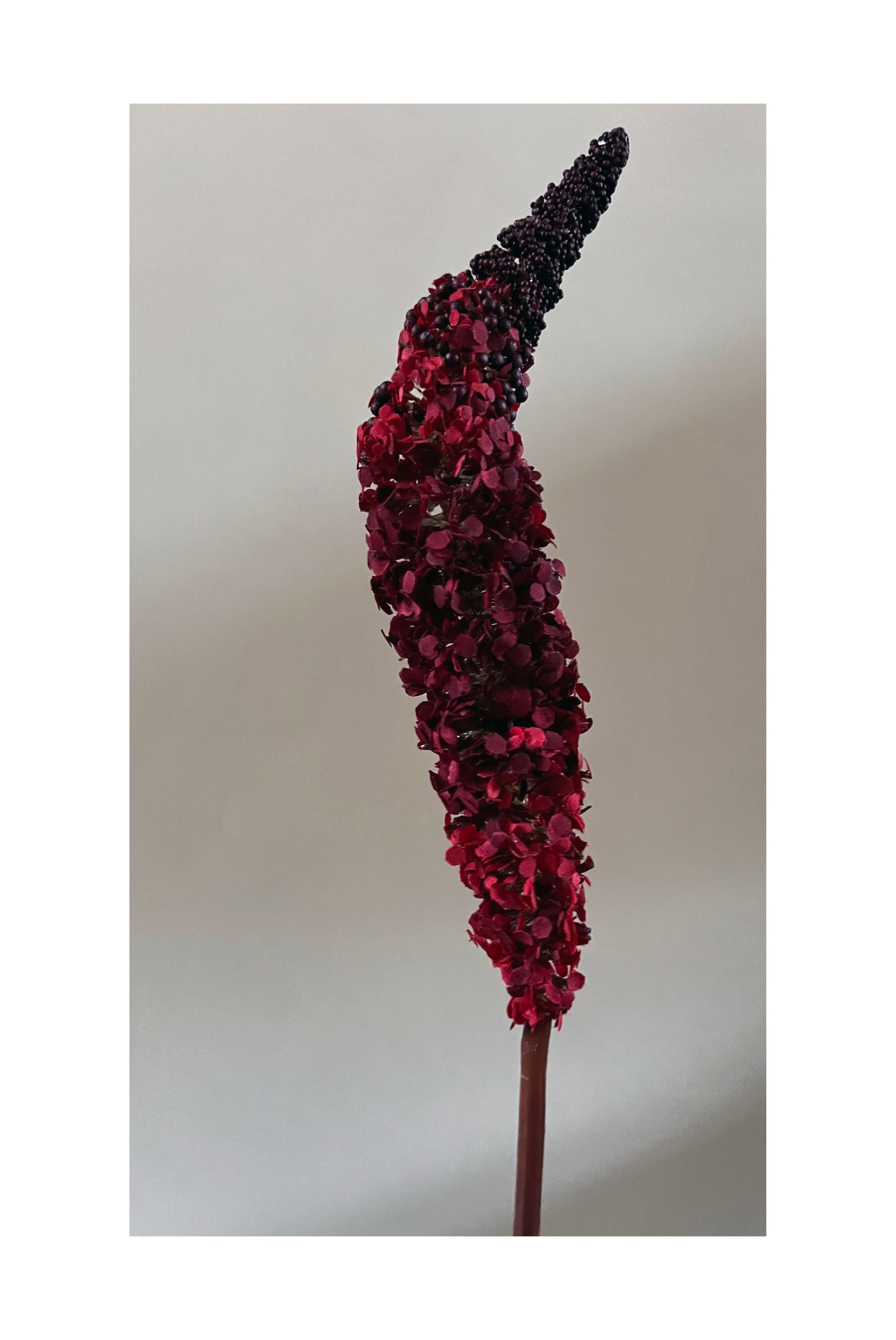 The Sper-Rouge Bouquet