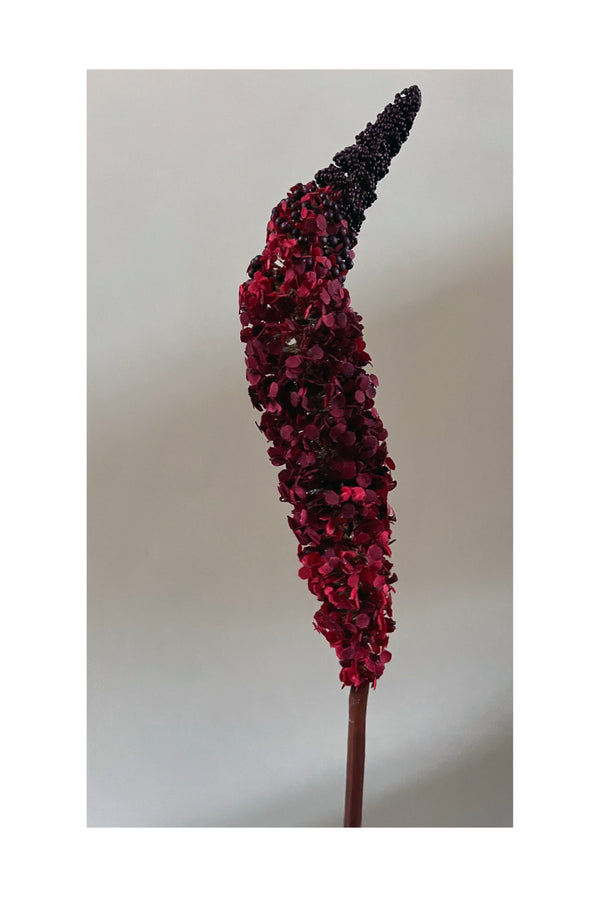 The Sper-Rouge Bouquet