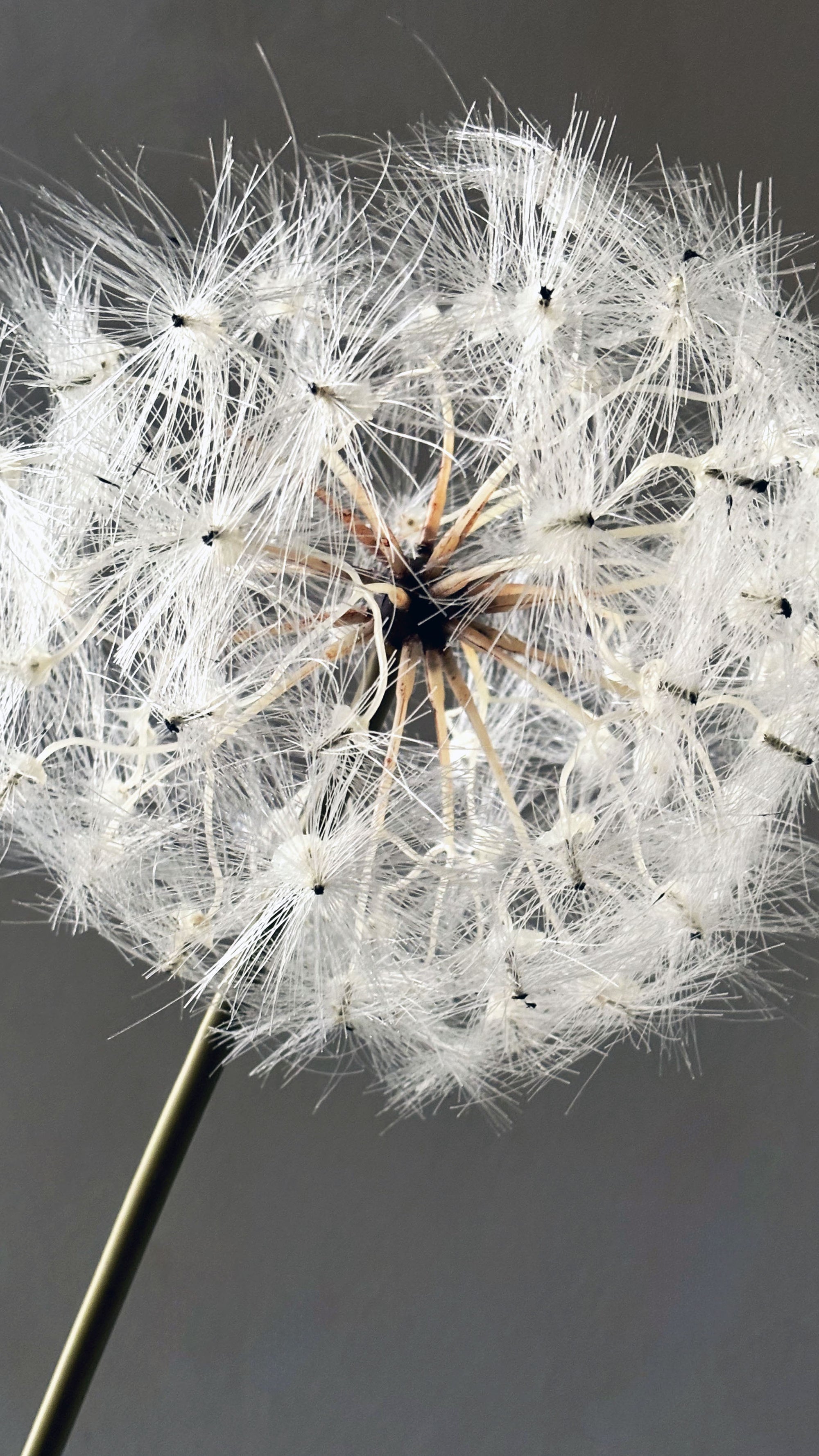 #004 - The whispery bouquet