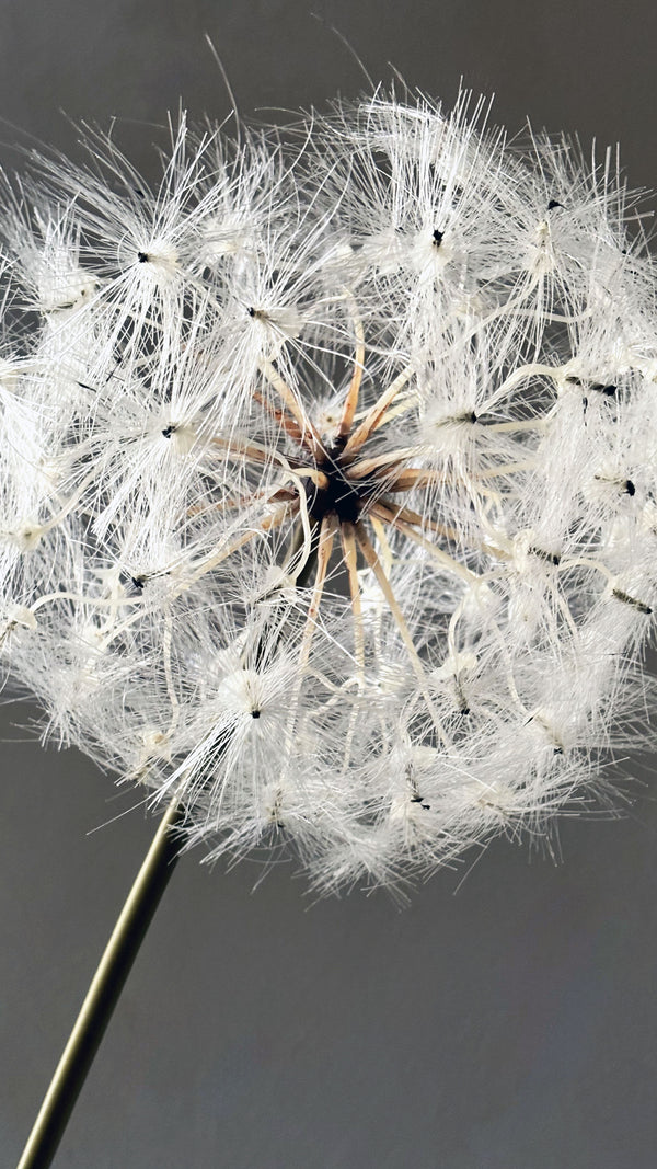 #004 - The whispery bouquet